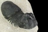 Bargain, Paralejurus Trilobite - Atchana, Morocco #120053-3